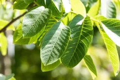 Juglans regia (Walnoot) fruitplant 100cm