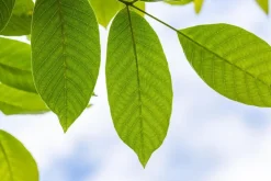 Juglans regia (Walnoot) fruitplant 100cm