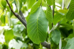 Juglans regia (Walnoot) fruitplant 100cm