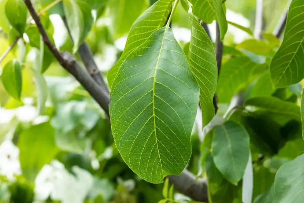 Juglans regia (Walnoot) fruitplant 100cm