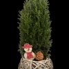Juniperus (Juniperus)
