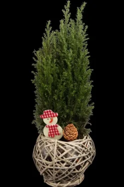 Juniperus (Juniperus)