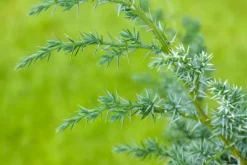 Juniperus (Juniperus)