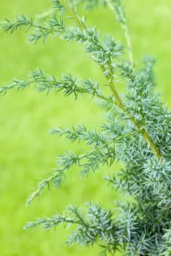 Juniperus (Juniperus)