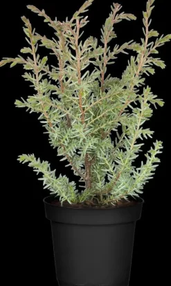 Juniperus (Juniperus)