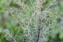 Juniperus (Juniperus)