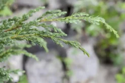 Juniperus (Juniperus)