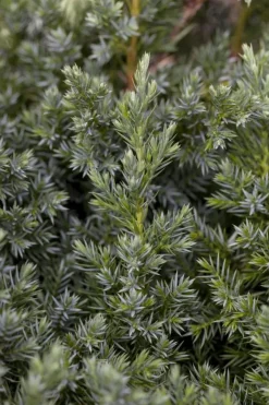Juniperus (Juniperus)