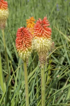 Kniphofia uvaria (Vuurpijl)