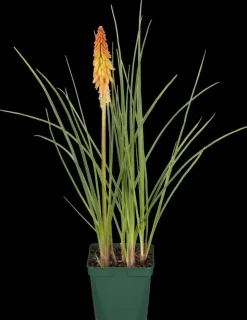 Kniphofia uvaria (Vuurpijl)