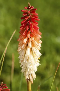 Kniphofia uvaria (Vuurpijl)