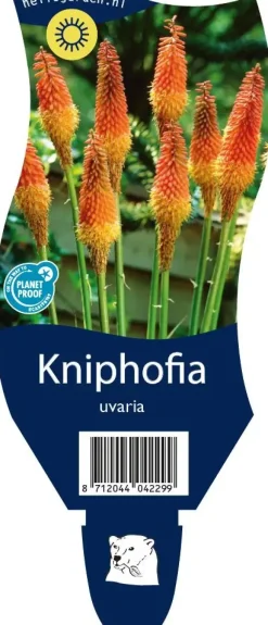 Kniphofia uvaria (Vuurpijl)
