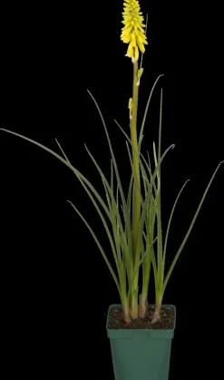 Kniphofia uvaria (Vuurpijl)