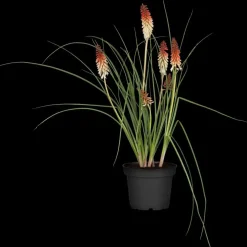 Kniphofia uvaria (Vuurpijl)