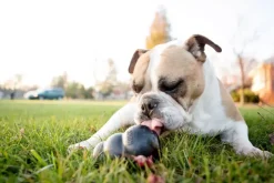Kong hond Extreme rubber “M”, zwart