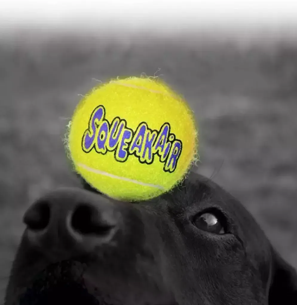 Kong hond Squeakair met piep large, net à 2 tennisballen (Ø 7,5 cm)