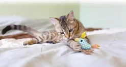 Kong kat Kitten, chirpz chick