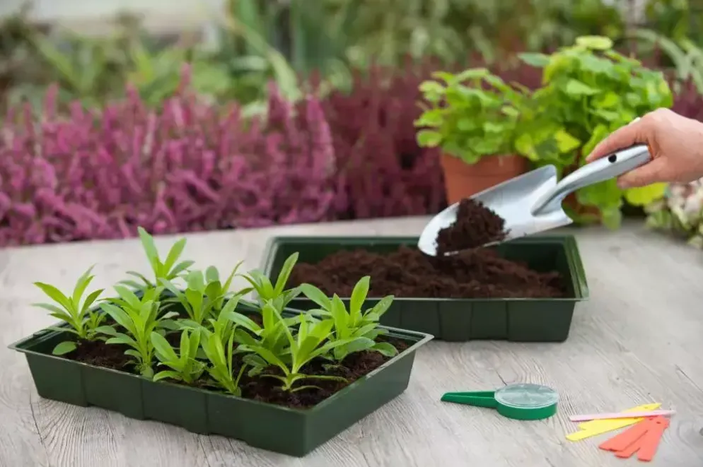 Kweekbak 5,5x35x23,5 cm 5 stuks