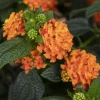Lantana camara, orange (Wisselbloem)