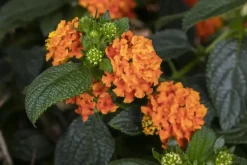 Lantana camara, orange (Wisselbloem)