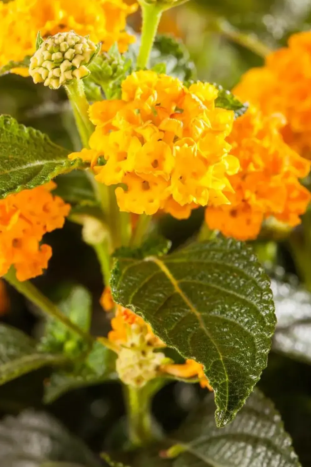 Lantana camara, orange (Wisselbloem)