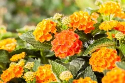 Lantana camara, orange (Wisselbloem)