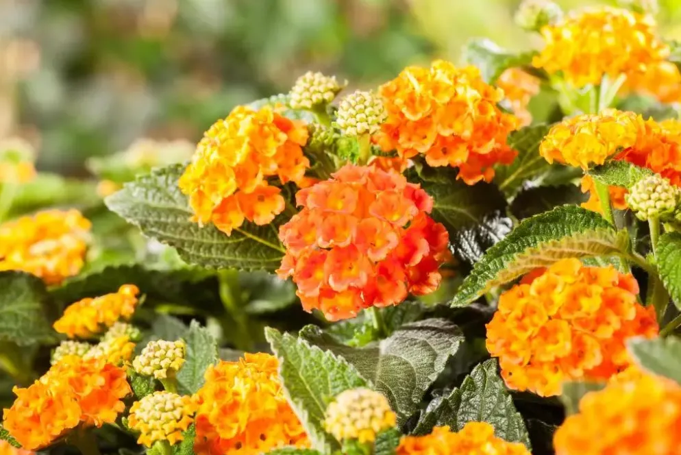 Lantana camara, orange (Wisselbloem)