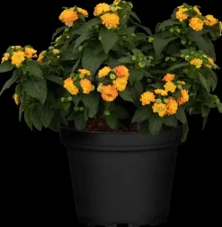 Lantana camara, orange (Wisselbloem)