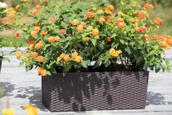 Lantana camara, orange (Wisselbloem)