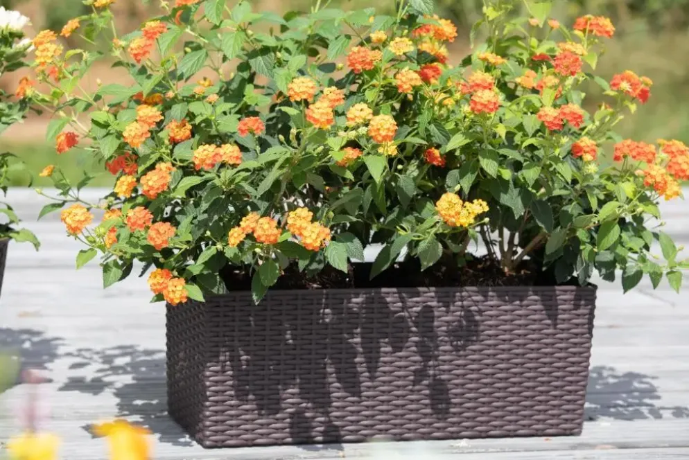 Lantana camara, orange (Wisselbloem)