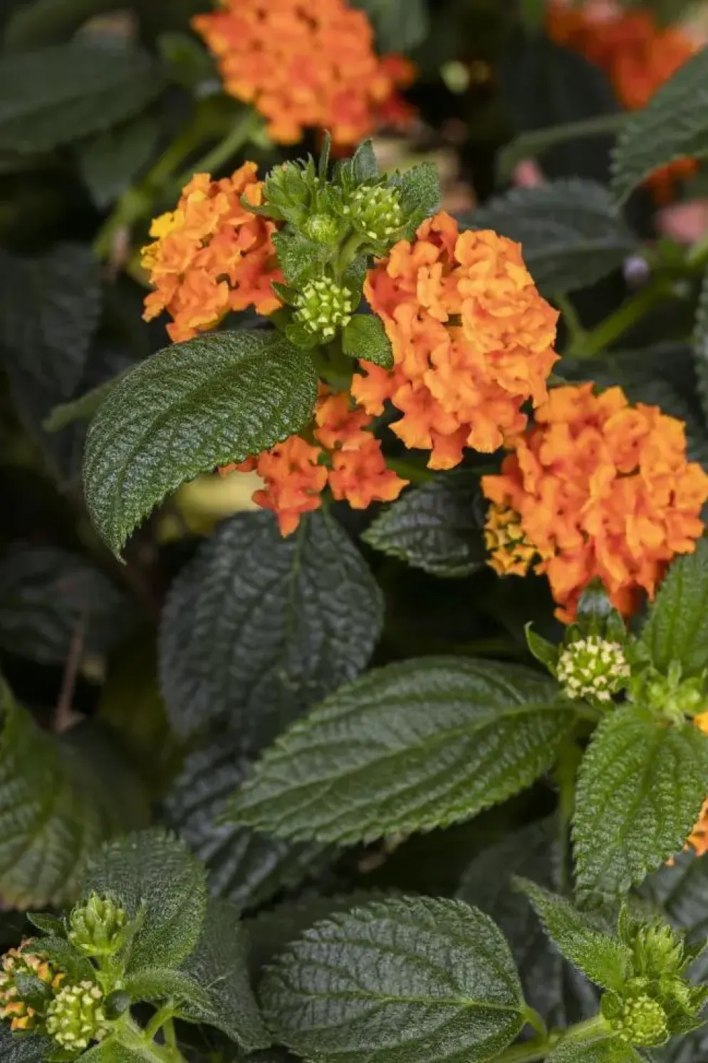 Lantana camara, orange (Wisselbloem)