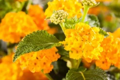 Lantana camara, orange (Wisselbloem)