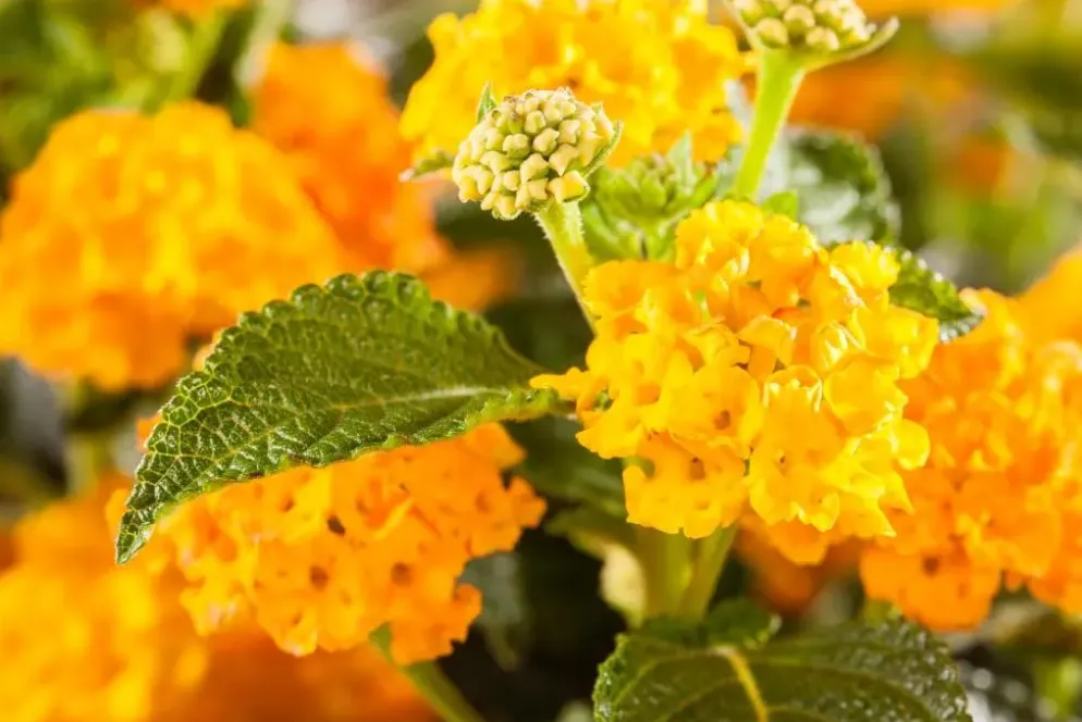 Lantana camara, orange (Wisselbloem)
