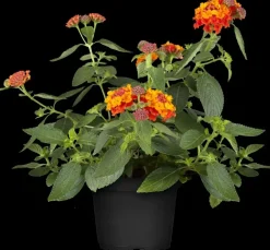 Lantana camara, orange (Wisselbloem)
