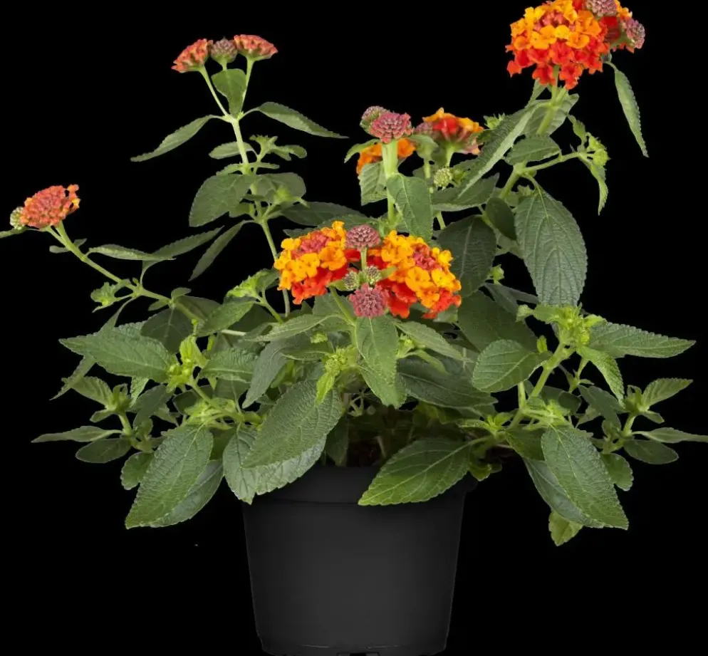 Lantana camara, orange (Wisselbloem)