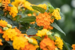 Lantana camara, orange (Wisselbloem)