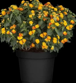 Lantana camara, orange (Wisselbloem)