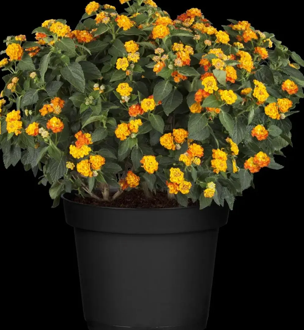 Lantana camara, orange (Wisselbloem)
