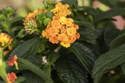 Lantana camara, orange (Wisselbloem)