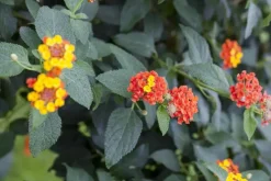 Lantana camara, orange (Wisselbloem)