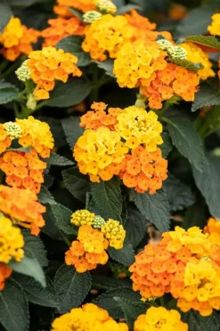 Lantana camara, orange (Wisselbloem)