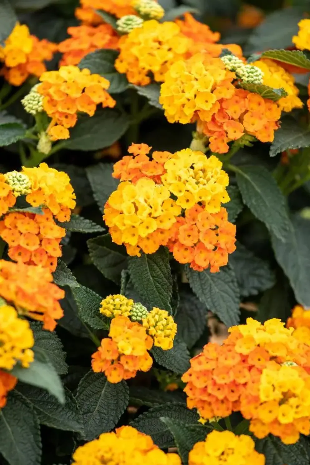 Lantana camara, orange (Wisselbloem)