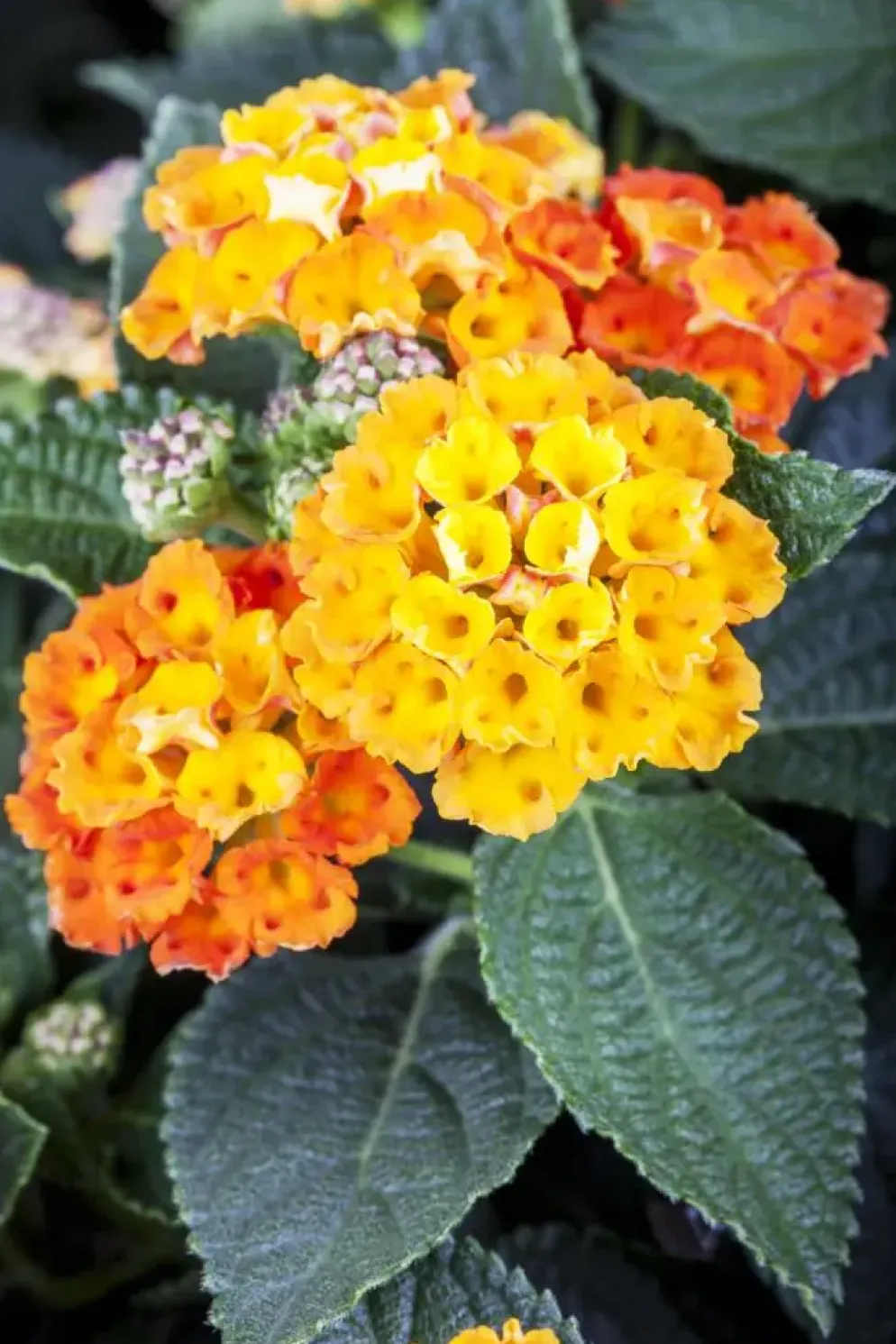 Lantana camara, orange (Wisselbloem)