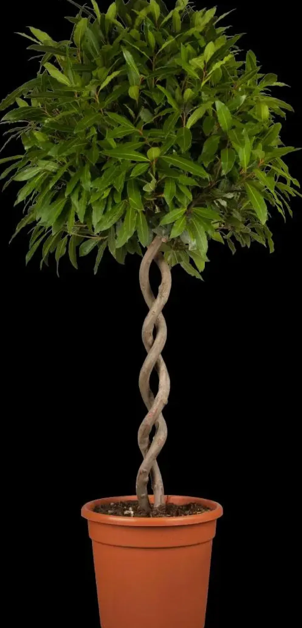 Laurus nobilis (Laurier)
