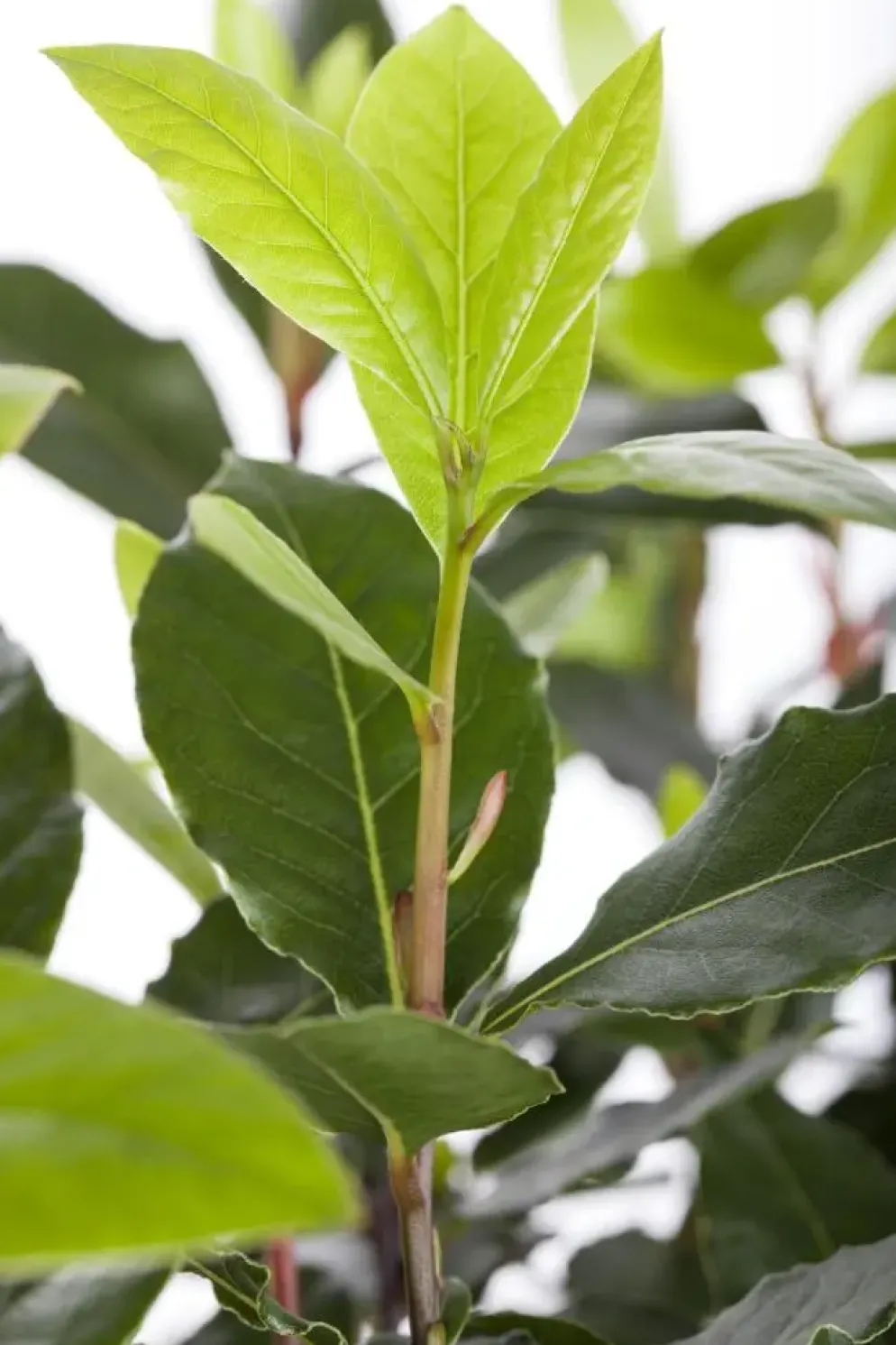 Laurus nobilis (Laurier)