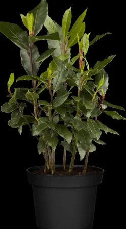 Laurus nobilis (Laurier)