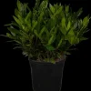Laurus nobilis (Laurier)