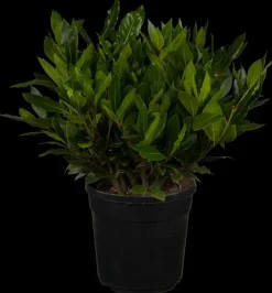 Laurus nobilis (Laurier)