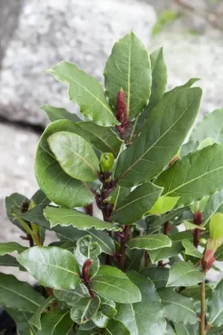 Laurus nobilis (Laurier)