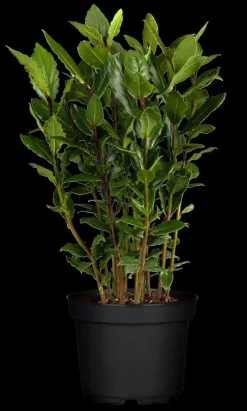 Laurus nobilis (Laurier)